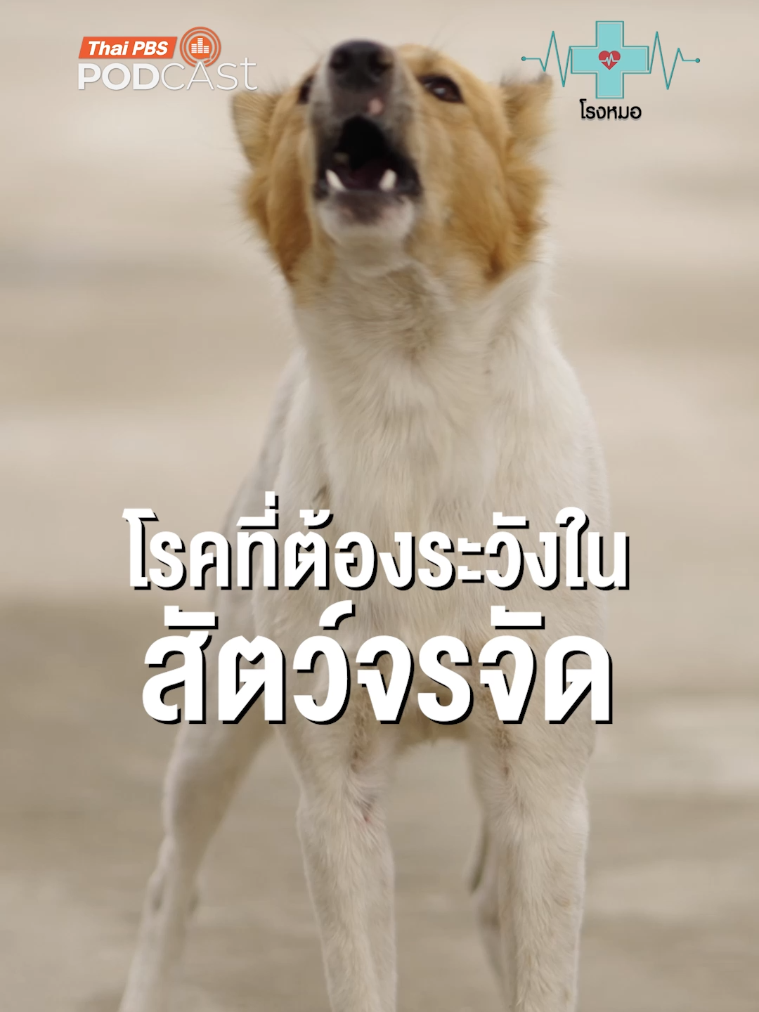 🐶🐱 หมาและแมวจรจัด แม้จะดูน่าสงสาร หากต้องการนำมาเลี้ยงหรือแค่ต้องการเล่นเฉย ๆ ต้องระวังเรื่องอะไรบ้าง  #โรงหมอ #สุขภาพ #health #ThaiPBSPodcast #ThaiPBS #Podcast