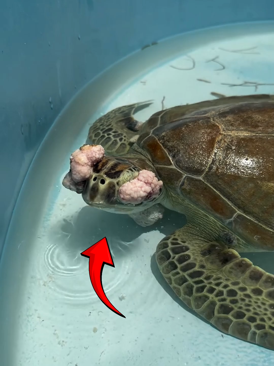 A Rescued Sea Turtle Was Covered in Tumors — Until This Happened Follow Our Social Media: IG: @el_nino_tv TT: el_nino_tv FB: El Nino TV YT: EL NINO TV #turtle #sea #barnacles #barnacleremoval #rescue #sealife #ocean #oceanlife #wildlife #animals #animalsfacts #fyp #fypシ゚