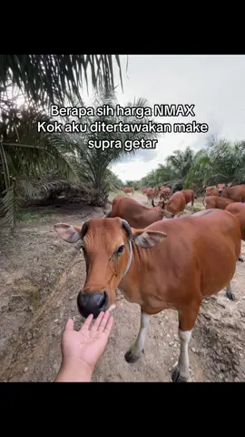 Berapa sih harga NMAX Kok aku ditertawakan make supra getar #peternaksapiindonesia #sapibali #sapibalisuper #fyp #sapingamuk 