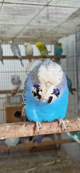 SHUKAR ALHMDULILLAH FOR EVERYTHING  SUPER SPLIT BW BABE READY FOR SEASON INSHALLAH  MhOo9 💪