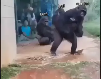 #meme