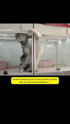 Yola getməyən pişiklər 🐈  #pişik #təbiət #canlılar #sevgi 
