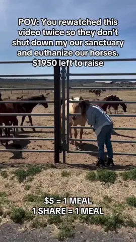 Every kind comment would mean a world to me #horses #shelter #sanctuary #animalsoftiktok #horsefarm