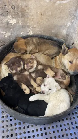 Mai mốt mỗi đứa 1 nơi rồi! #dog #cutedog 
