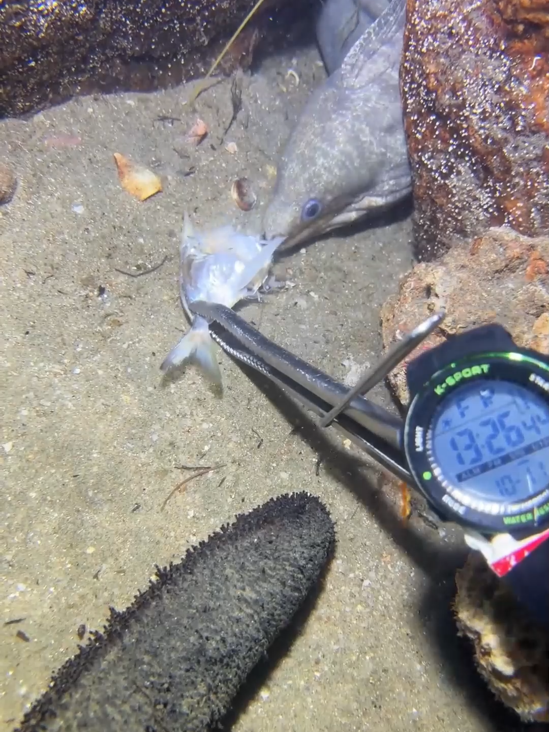 #eels #fishing #diving #crab #lobster #beach #deepsea #catchthesea #nature #sea