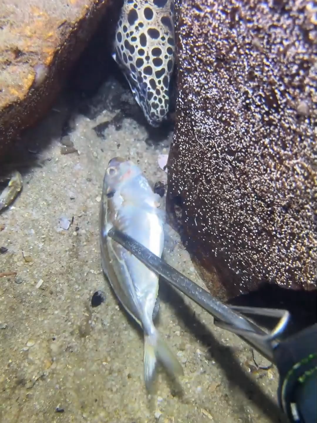 #eels #fishing #diving #crab #lobster #beach #deepsea #catchthesea #nature #sea