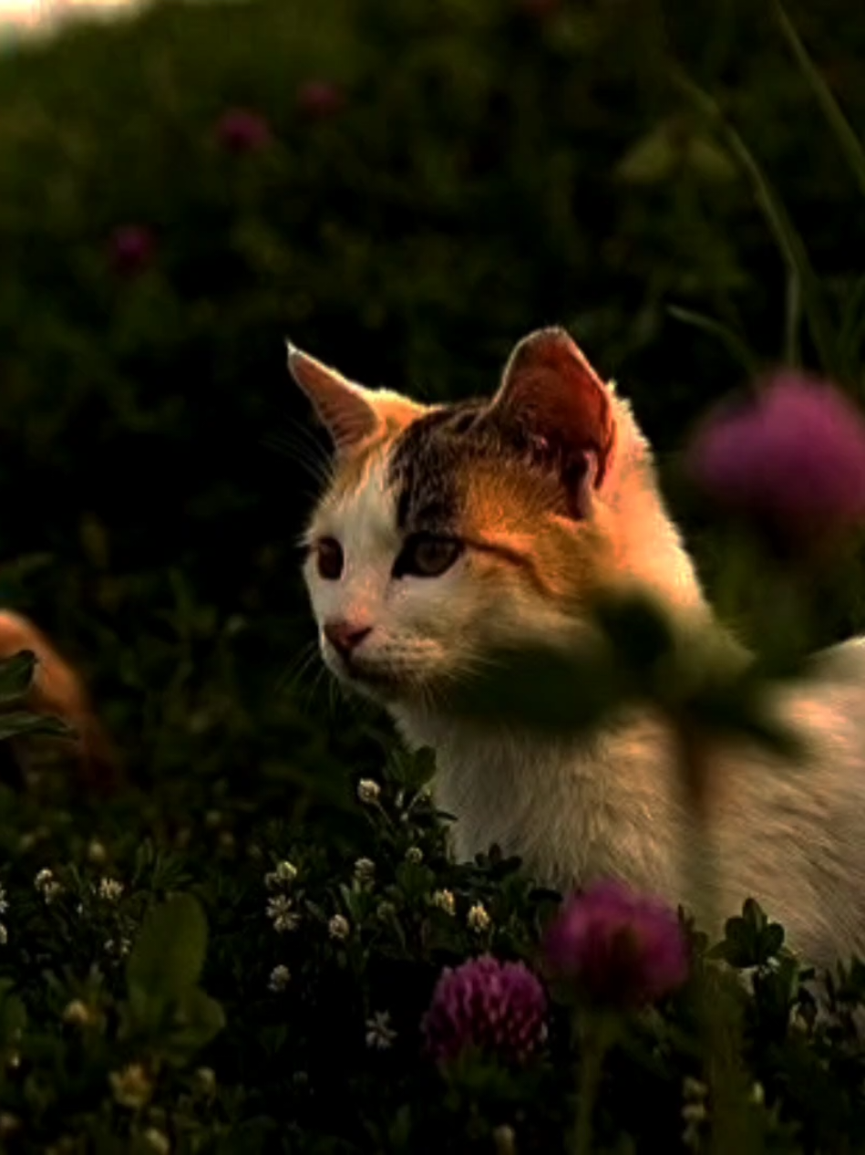 হেদায়েত হয় কখন জানেন? ❤️‍🩹 ° ° ° ° ° #islamic_video #unfrezzmyaccount #foryoupage @For You @TikTok @TikTok Bangladesh 