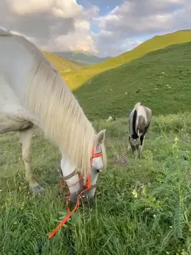 السماح للشخص الذي يريد أن يشعر طعم الإيمان ، أحب شخص آخر فقط من أجل علاج. Пусть тот, кто желает ощутить вкус веры, полюбит другого человека только ради Аллагьа.@asixxz_95 #рекомендации #распростроняйте 