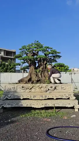 siêu phẩm khế 