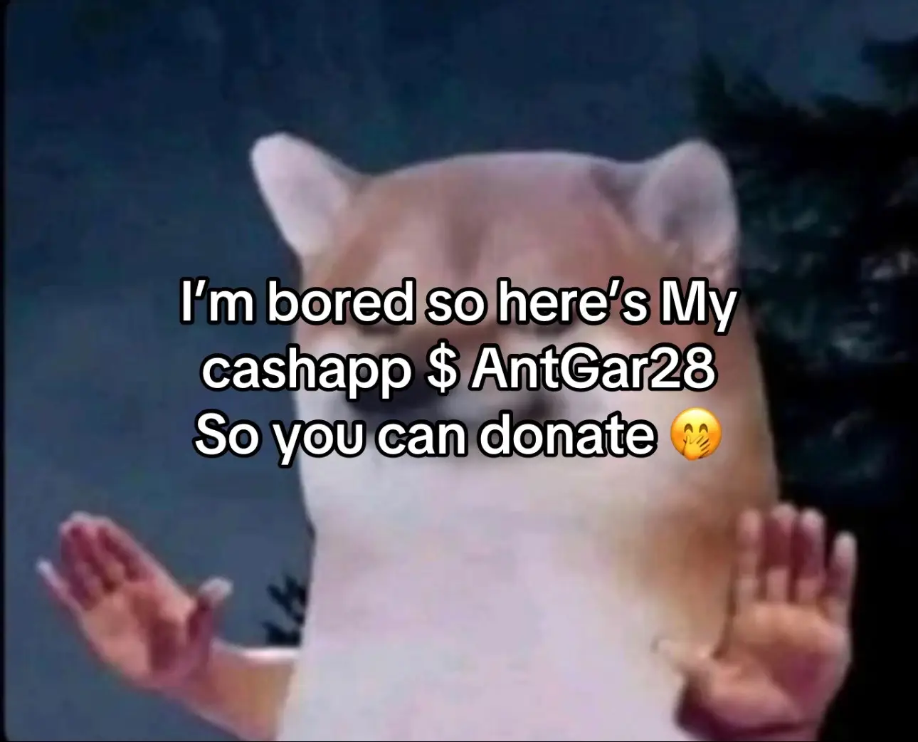 #antoniprecious 