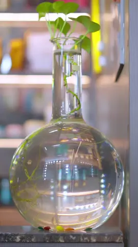 Don't you guys miss our exclusive and special Festive offers.... #royalsalon #fyp #birgunjmuser #keratin #birgunj 