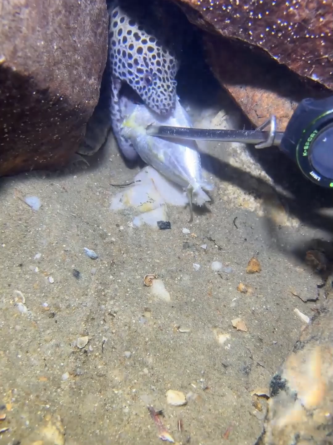 #eels #fishing #diving #crab #lobster #beach #deepsea #catchthesea #nature #sea