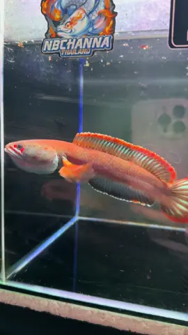 Fireice 🔥❄️😁 #nbchanna🎏🇹🇭 #channafireandice #fireice #ปลากั้งไฟร์แอนด์ไอซ์ 