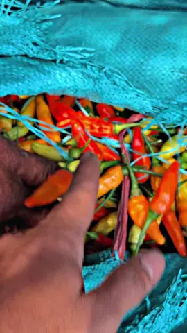 wis gak pedess belassss