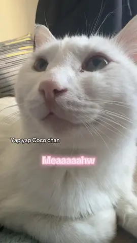 Cutest convo we had😮‍💨🤚🏻🫶🏻🫶🏻🫶🏻he talks sho shmoll🩵 #Cocochantalking #cattalk #hewantstogoout 