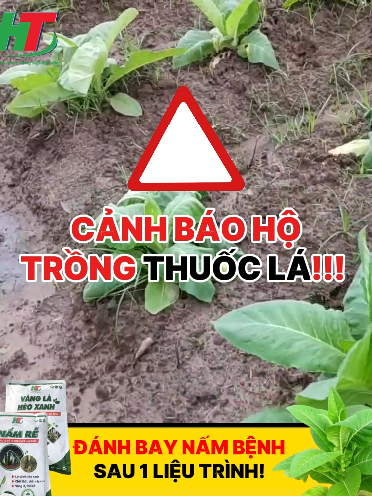3 NGÀY SAU PHUN – RỄ BẬT TRẮNG, LÁ XANH TRỞ LẠI  #NấmRễVàngLáHéoXanh #ThuốcLáBịBệnh #CứuCâyThuốcLá #cnx #nongduoctoancau #bio