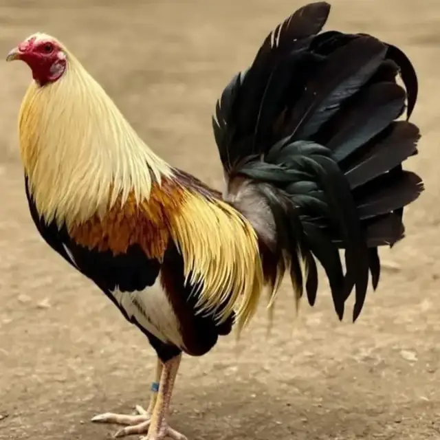 ae hãy gởi ảnh con gà mà ae mê nhất thích nhất  và yêu quý nhất vào bình luận đi . tui trước gà chuối mỹ ok nha ae #gamynhap 