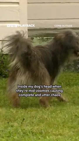 as long as they're happy 🥹 #ComeOutside #Zoomies #Dog #DogZoomies