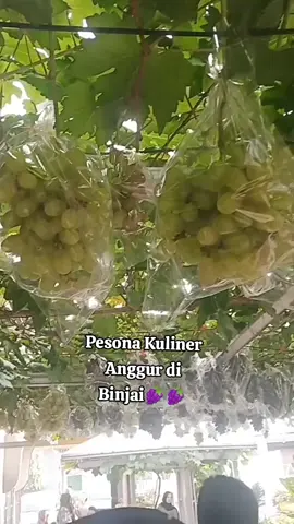 Kuliner Anggur yg skrg tempat duduknya lebih banyak, lebih nyaman,lebih luas,banyak menu baru, tapi pindah ke kebun yg belakang. Klu dulu awal2 datang sini masih duduk di teras depan. Pas plak buah anggurnya udah di bungkusi siap di panen. #kulinerbinjai  #kebunanggur  #tempatnongkrong  #viraltiktok 