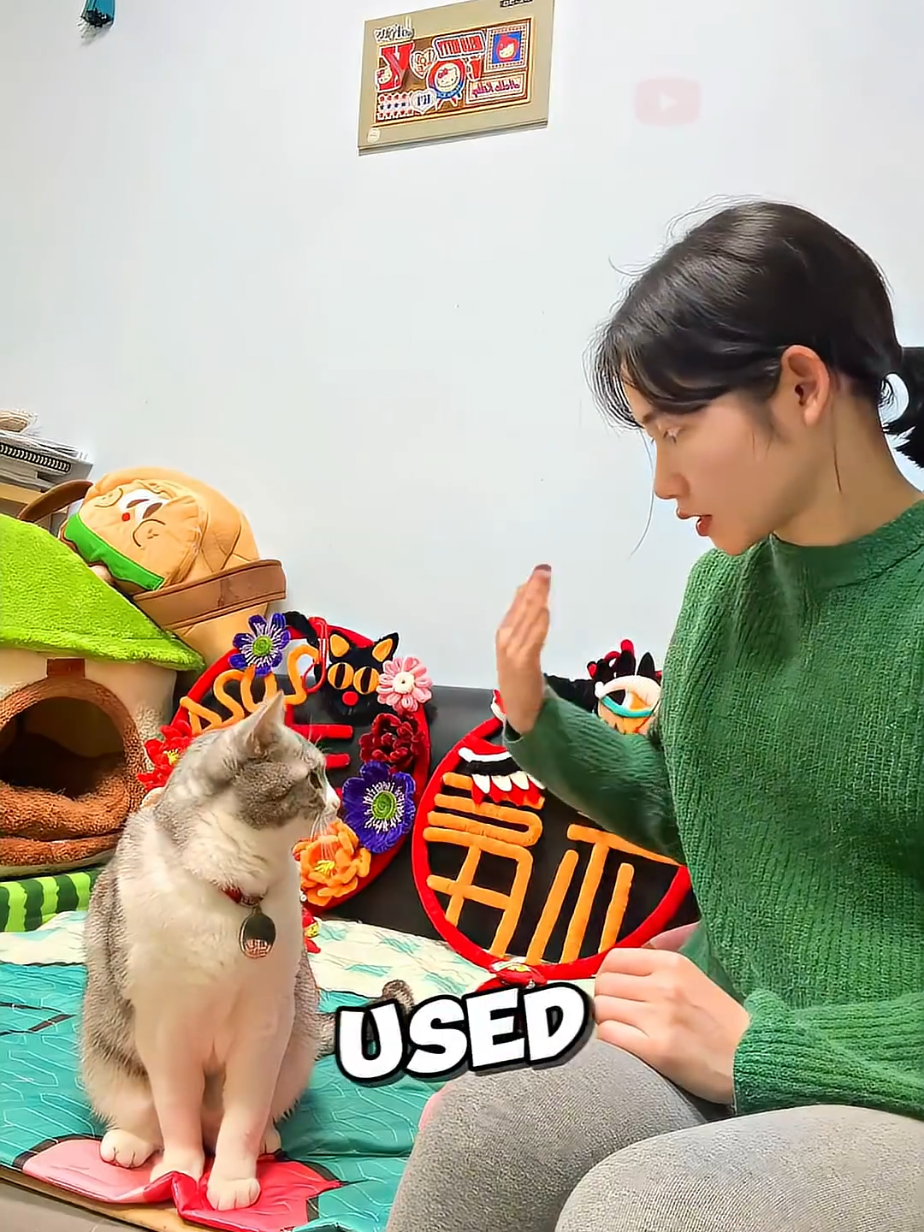 This Cat LEARNED Body Language Just For Her 🌏😻 | #foryoupage  #catsoftiktok  #smartpets  #animalbond  #cutecats 