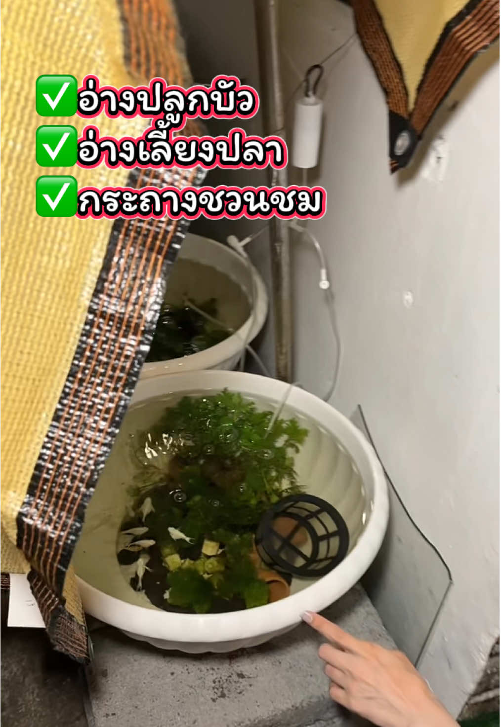 #อ่างบัว #อ่างบัวเลี้ยงปลา #กระถางชวนชม #อบอุ่นชอบอยู่บ้าน #happycozy 