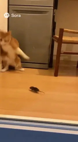 #猫 お前は頑張れw#ai#ねずみ#おすすめにのりたい #運営さん大好き 