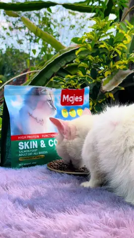 Dryfood andalan anabulku ni @Majes Pet Store #MajesPet #MakananAnabul #dogfood #catsoftiktok #catfood 