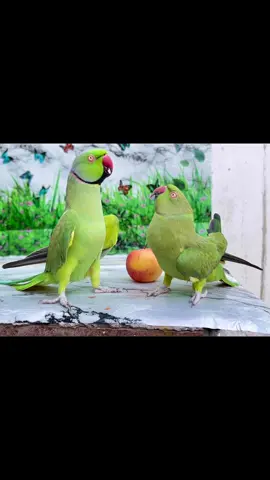 Indian Ringneck Talking Parrot #talkingparrot #parrot #shorts #ringneckparrot #mithu 