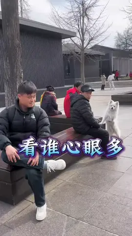 funny dog voice prank #funnyprankvideos #dogfunnymoments #funnypranks #dogsoftiktok #dogsfunnyvideo 