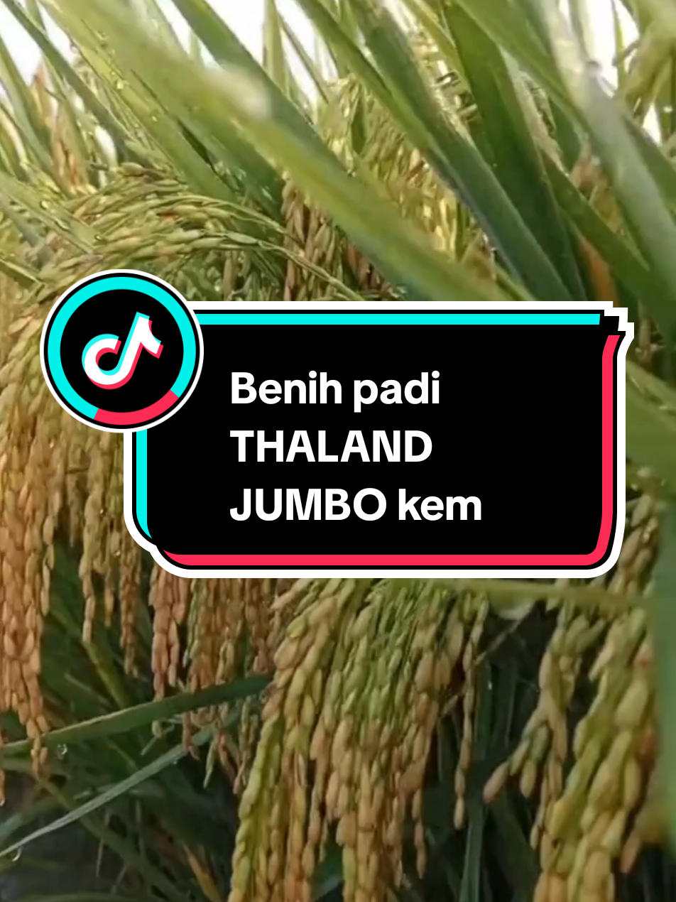 Benih padi unggul Padi Thailand Jumbo Padi berbuah lebat Bibit padi berkualitas yang masih panen Padi hasil panen tinggi #BenihPadiUnggul  #PadiThailandJumbo  #PadiBerbuahLebat  #PetaniSukses  #PanenMelimpah 