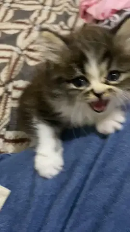 Drama kalo mau ditinggal pergi. kamu kucing apa bayi sii Awii?? #cat #catsoftiktok #kucing #fyp #kucinglucu 