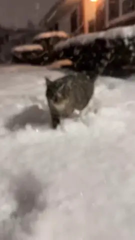 #cats #cat #cutecat #kitty #catsoftiktok 