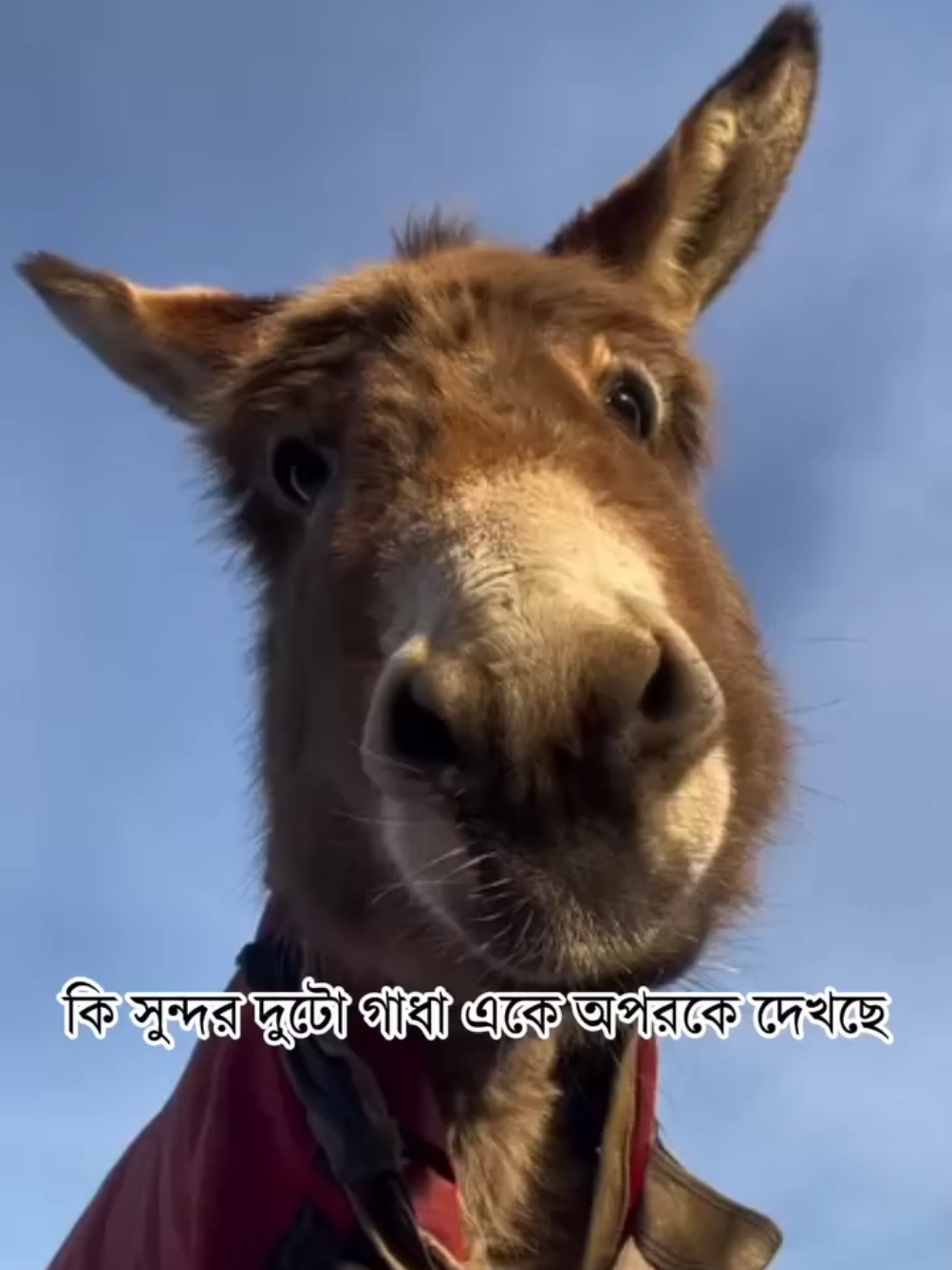 #funnyvideos #meems #trendingtiktok 