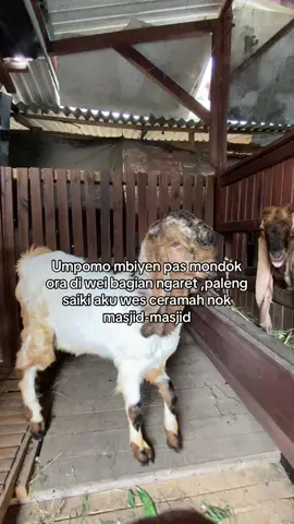 #fypviralシ #peternakmuda #kambingetawa #kambingqurban #fyppppppppppppppppppppppp 