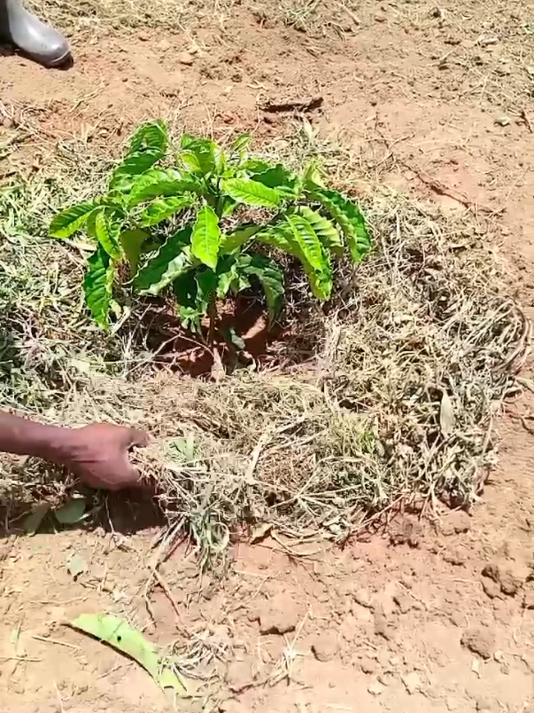 #Coffee farming in Uganda #For coffee Advice, Research and Consultancy. #Lubega magembe Tony+256.