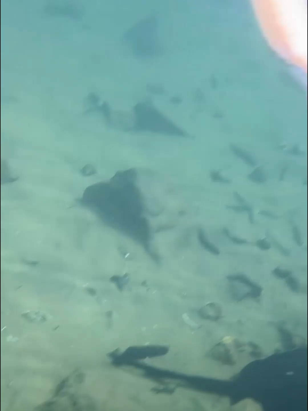 #fishing #eels #diving #crab #lobster #beach #deepsea #catchthesea #nature #sea