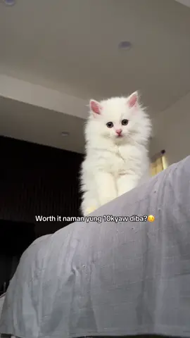 Cute🥺🤍#catsoftiktok #catlover #fyp 