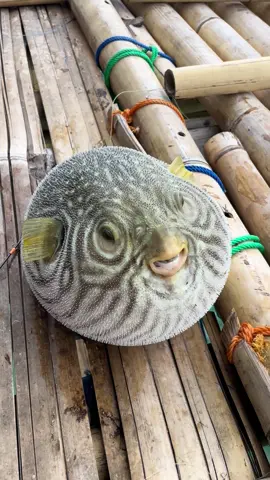 Dongane sak bantal strek e bal voli#mancing #mancing #mancingmania #mancingkakap 
