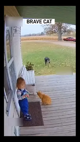 Brave Cat 🐈  save the kid #trendingvideo #highlights #trendingreelsvideo #viraltiktok #cat 
