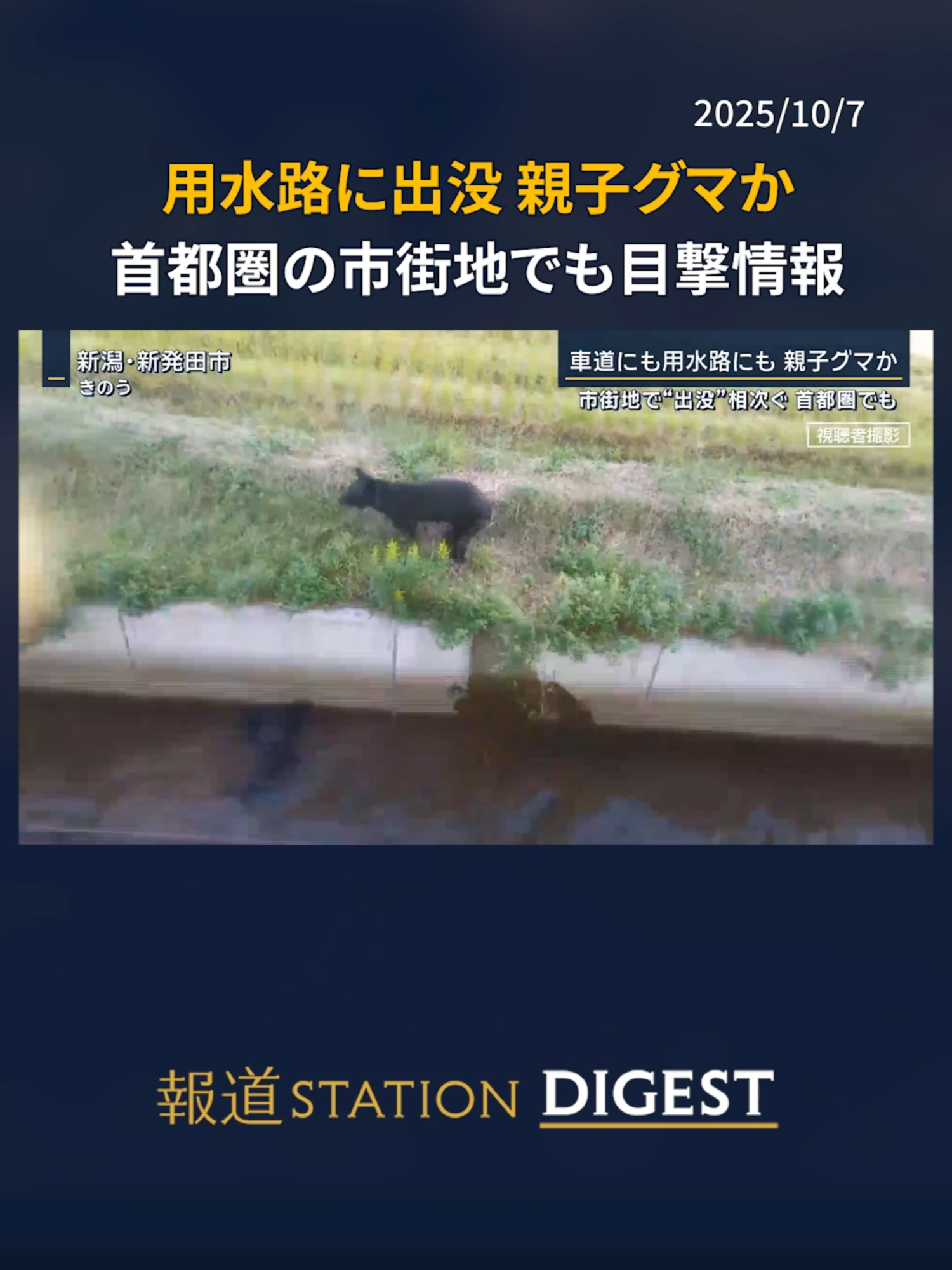 用水路に出没 親子グマか 首都圏の市街地でも目撃情報 #報道ステーション #TikTokでニュース