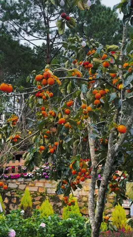 Hồng hiện tại ở quán mình nhé. Vẫn còn nhiều lắm đó #TikTokAwardsVN #nhacuathong #dalat #tiemcaphenhacuathong #review 