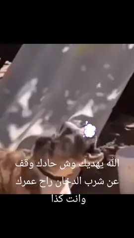 هاذي نهاية لى يدخن مسوي بطل مبدع#خالد#دخان #foryo #folow #explorer 