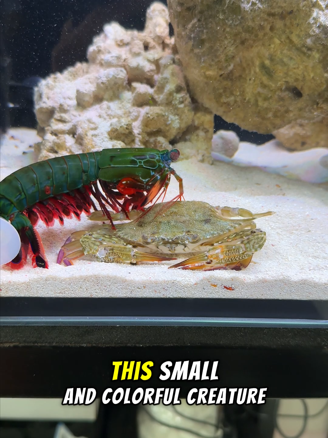 Unleashing the Crab Crusher: Mantis Shrimp's Secret Weapon