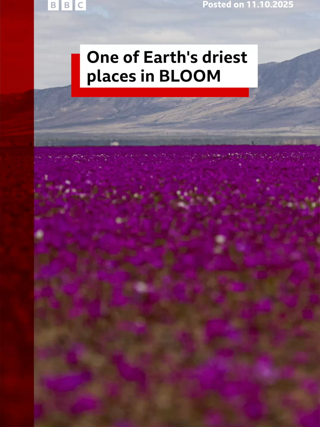 The Atacama desert in Chile sits long and lean, sandwiched between the Andes Mountains and the Pacific Ocean. #Chile #Atacama #Desert #Nature #BBCNews