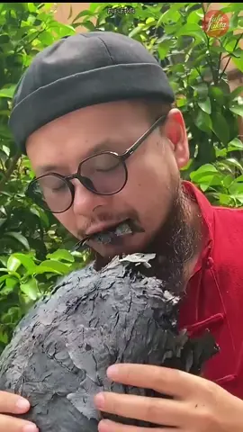 EMAS HITAM‼️ arang daun teratai yang bermanfaat.. #daunteratai #faktaunik #obatherbal #tiongkok #fyp 