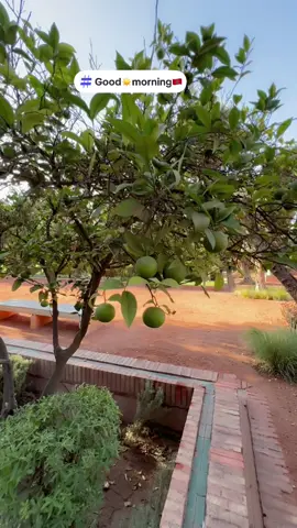 #Nazira Haidari 💫#foryoupage#foryou#beautifuldays#marrakech❤️🇲🇦🌴☀️ 