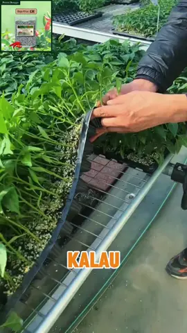 #bajakhaspokokcili #lebatkanbuah#besarkanpokok 