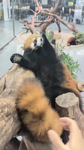 Red panda #redpanda #adorable #animals #fyp 