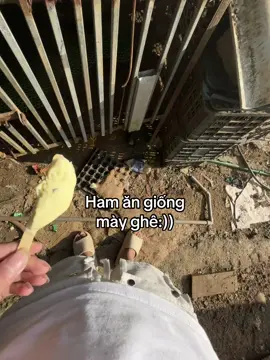 SunGG_myy🌷🌷giống mày ghê:))#abcxyz #fpy #xuhuong #dog #mydog 