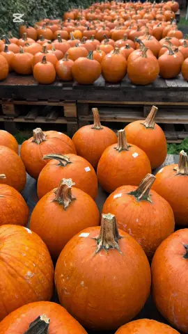 Pompoenboerderij in Bunnik 🎃#pompoenen #pompoenboerderij #bunnik #pumpkinfarm #pompoen 